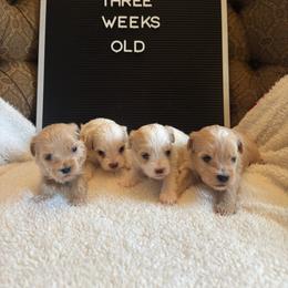 Maltipoo puppies from Pepper Patch Puppies