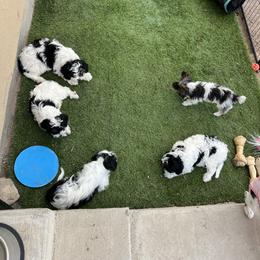 Cavapoo Puppies from Joyler Puppies