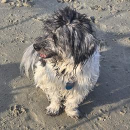 Shadow Moon - Coton de Tulear