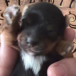 Sasha - Parti female Yorkshire Terrier puppy in Jamesville, New York from Mark Carfagno's Pups