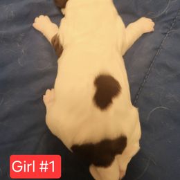 Girl 1 - Black white and tan female English Springer Spaniel puppy in Socorro, New Mexico from Huntin' Buddies