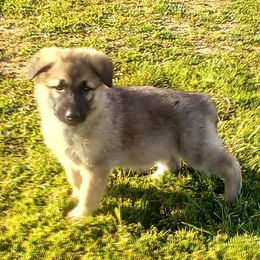 German Shepherds and Pembroke Welsh Corgis from Ruby's Corgi's