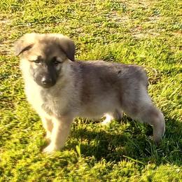 German Shepherds and Pembroke Welsh Corgis from Ruby's Corgi's