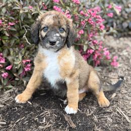 Patsy - Unfurnished Coats - female Australian Mountain Doodle puppy in Pittsburgh, Pennsylvania from WestPenn Doodles LLC
