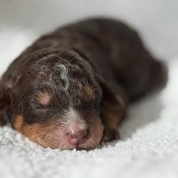 Girl 2 Grey collar - female Golden Mountain Doodle puppy in Spring, Texas from The Doodle Den