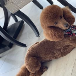 Poodles from Highland Poodles