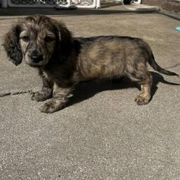 Akc Shaded Cream Brindle - Brindle male Dachshund puppy in Lehigh Acres, Florida from Ruby Rose Dachshund Dynasty