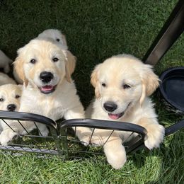 Golden Retriever Puppies from Stud Service