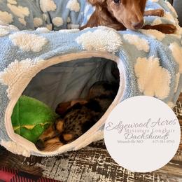Dachshund Puppies from Edgewood Acres Miniature Longhair Dachshunds