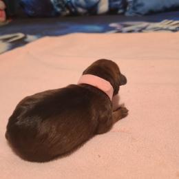 Pink - Stag red female Miniature Pinscher puppy in Phelan, California from Desert Rose Kennel