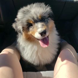 Australian Shepherd All Grown Up from Petrichor Australian Shepherds