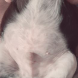 English Springer Spaniel Puppies from Savannah River Springers