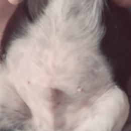 English Springer Spaniel Puppies from Savannah River Springers
