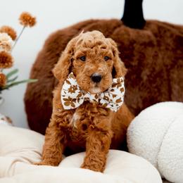 Grey collar boy - Red  male Goldendoodle puppy in Spokane, Washington from Beloved_doodles_WA