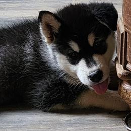 Girl 2 'Onyx' lime green collar - Gray and white female Alaskan Malamute puppy in Grayson County, Virginia from River Bend Malamutes