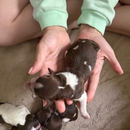 Pink - Liver roan female Brittany puppy in Adairsville, Georgia from Rocking L Farms