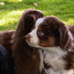 Miniature American Shepherd and Miniature Australian Shepherd Puppies from Bellewynd Acres