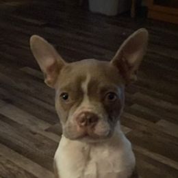 Daisy  - Boston Terrier