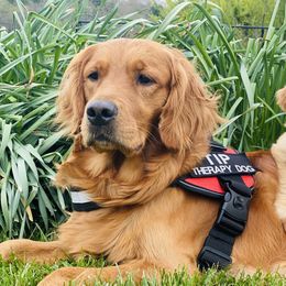 Summer - Golden Retriever