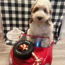 Mercedes - Chalk female Australian Labradoodle puppy in Orange, California from Little Kingdom Doodles
