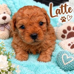 Latte - Brown male Shihpoo puppy in Cooper City, Florida from Jenny La Bone