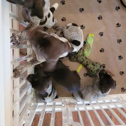 German Shorthaired Pointer Puppies from Stoney Fork German Shorthaired Pointers