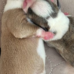 Boston Terriers from Lance Boston Terriers