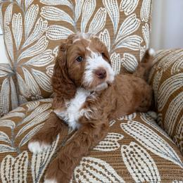 Snowdrop - Red  female Goldendoodle puppy in Jones, Michigan from KaZoo Doodles