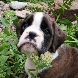 Boxer Puppies from WildRiver Boxers