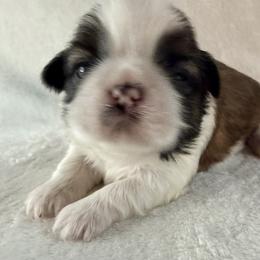 Sophia Loren - Gold and white female Shih Tzu puppy in Winston Salem, North Carolina from Little Miracles Shih Tzu