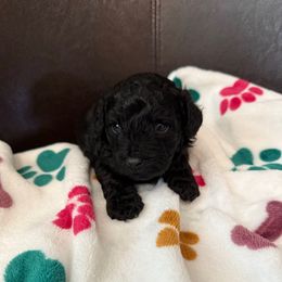 Linus - Black male Cockapoo puppy in Benton, Arkansas from Village Toy Poos