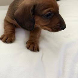 Dachshund Puppies from Little Long Weens