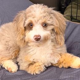 Kona - Aussiedoodle