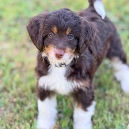 Light tan - Red tri-color female Aussiedoodle puppy in Liberty, Texas from Poodles and Doodles Most Excellent Adventures