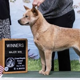 Australian Cattle Dogs from Kurpas ACDs