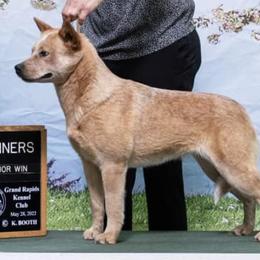 Australian Cattle Dogs from Kurpas ACDs