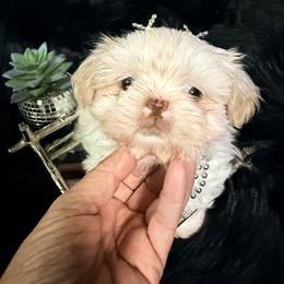 Vanilla Bean - White female Shih Tzu puppy in Port Orchard, Washington from Buttons N Bows
