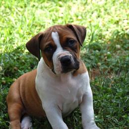 Yellow Collar girl - Fawn sable female American Bully puppy in Sandy Hook, Connecticut from Fia Bullies