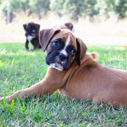 Boxer Puppies from Elevated Boxers