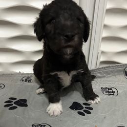 Bedlington Terrier Puppies from Dreamcatcher's Bedlingtons
