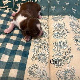 Girl 2 - Chocolate and tan female Shih Tzu puppy in Temple, Pennsylvania from Kathy Diego's Shih Tzus