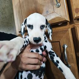 Uno - White and black male Dalmatian puppy in Adkins, Texas from Rock'N'Spark Dalmatians