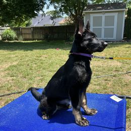 German Shepherd Puppies from Paws Of Germany