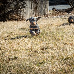 Girl 4 - Gordon Setter puppy in Linden, Pennsylvania from Blue Ribbon Setters