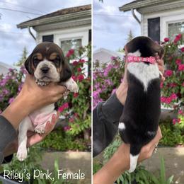 Girl 3 - female Beagle puppy in Brownsville, Oregon from Beagles on the Run