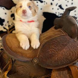 Australian Shepherd and Miniature Australian Shepherd Puppies from Aussie Trail Farms