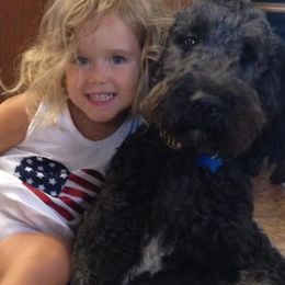 Goldendoodle All Grown Up from Simply Doodles LLC