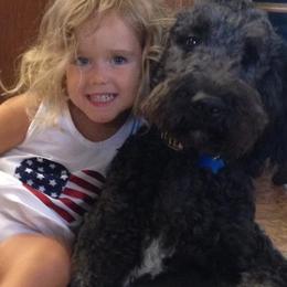 Goldendoodle All Grown Up from Simply Doodles LLC