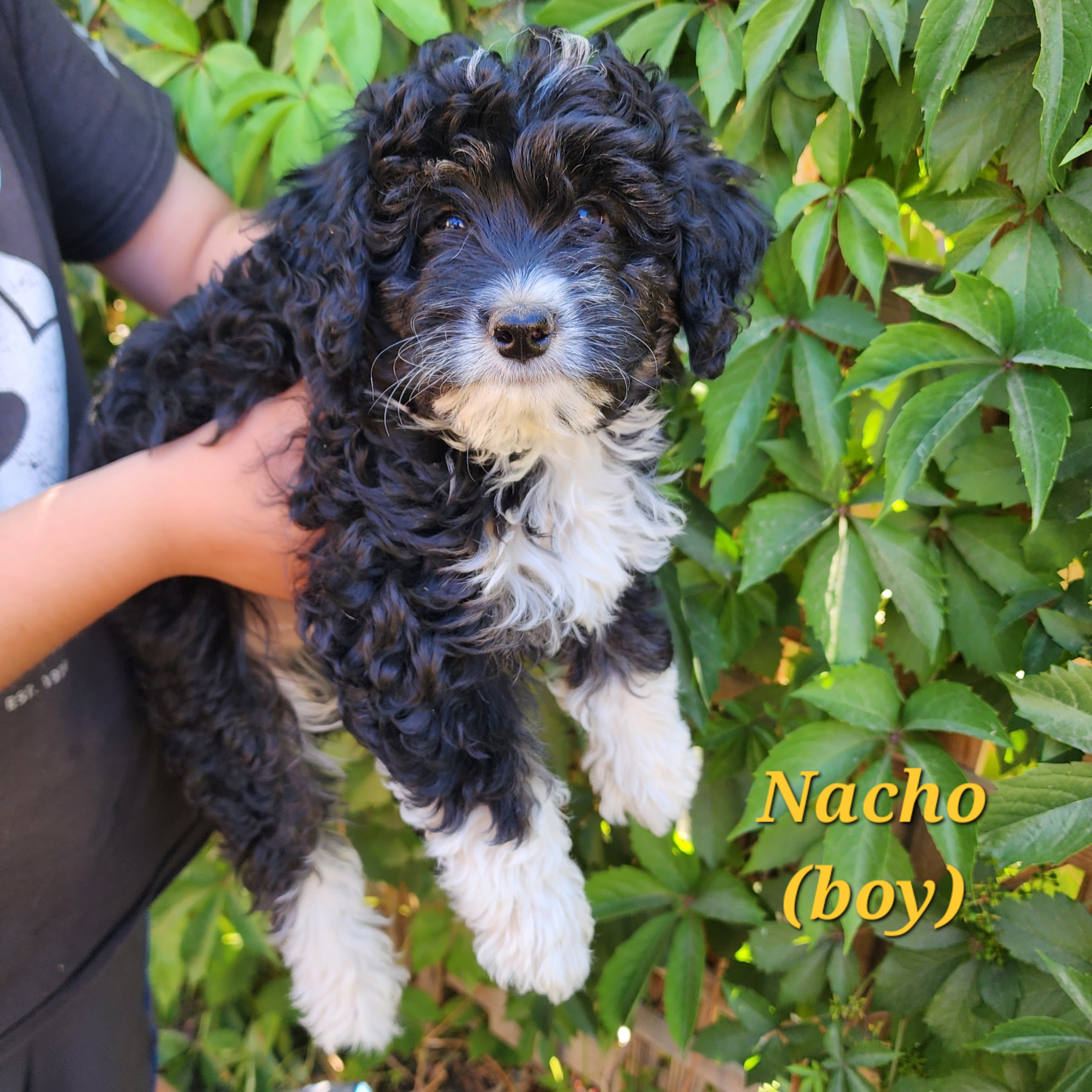 Boy 1 - Nacho - Tri-color Bernedoodle puppy in Salt Lake City, Utah from Doni Doodles & Danes