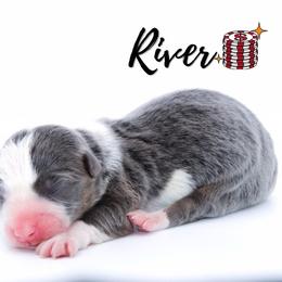 River - Blue female Pembroke Welsh Corgi puppy in Star City, Arkansas from Say When Corgi Co.
